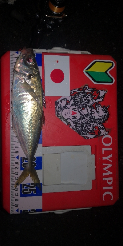 アジング練習　265　