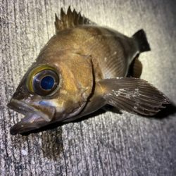 デカメバルではじめ