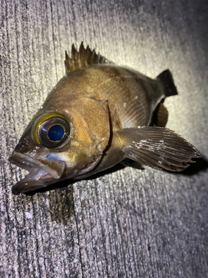 デカメバルではじめ