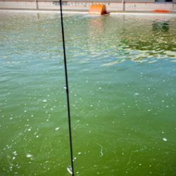 エリアトラウト