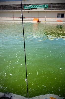 エリアトラウト