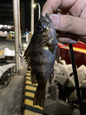 日課のメバリング