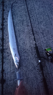 仕事帰りの夕まずめタチウオ！！