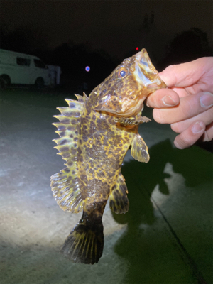 ゲストのタケノコさん！