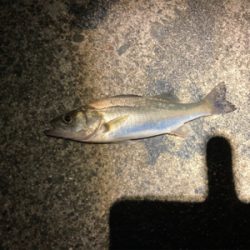 シーバスフィッシング