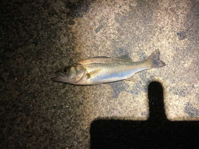 シーバスフィッシング