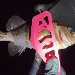 メバメバ好調！