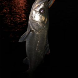 春らしくなってきました