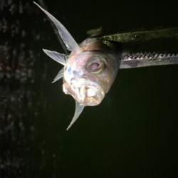 アジング　ガチ