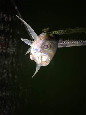 アジング　ガチ