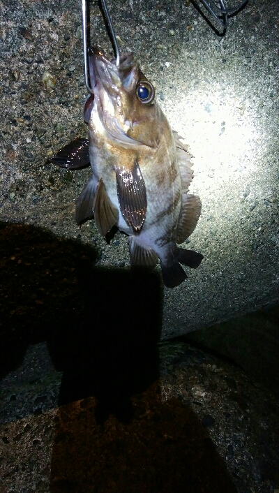 良型メバル1匹！