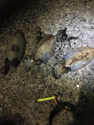 コウイカ 釣行
