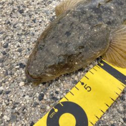 マゴチフィッシング