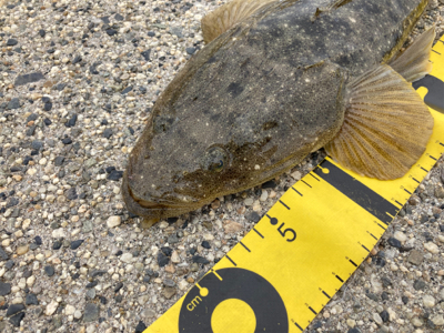 マゴチフィッシング