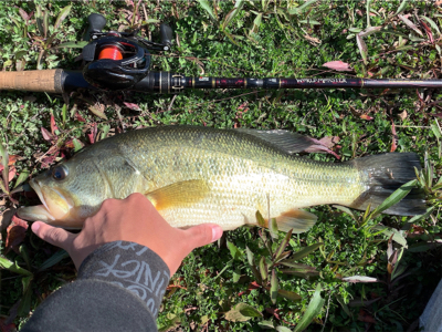 春のプリスポーン