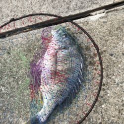 フカセでキビレ