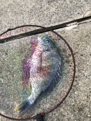 フカセでキビレ