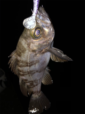 根魚の活性高め