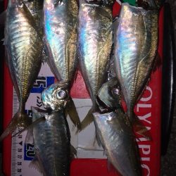 アジング練習　268