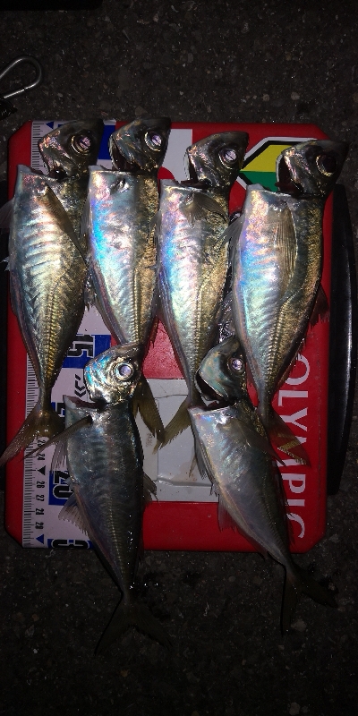 アジング練習 268