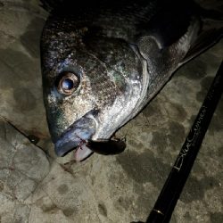 今年はなかなか型を出せない