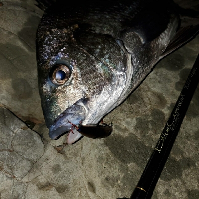今年はなかなか型を出せない
