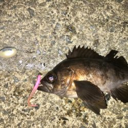 エステル0.3でチヌ！