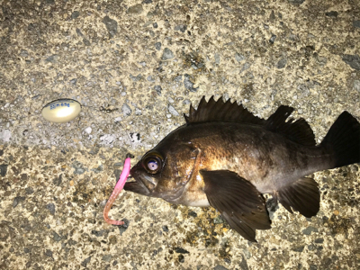 エステル0.3でチヌ！