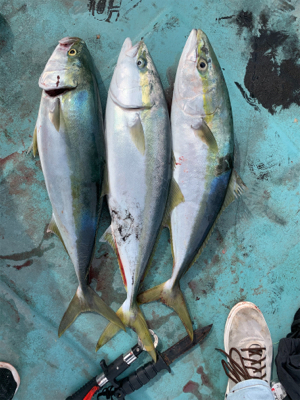 宇和島ブリジギング