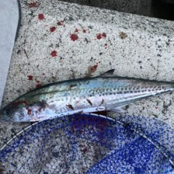 太刀魚、サゴシ