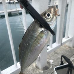 キャロアジング