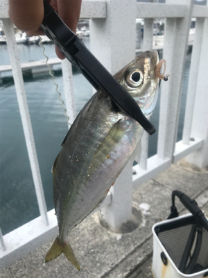 キャロアジング