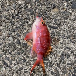 サビキ釣りと投げ釣り