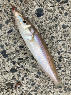 シーズン前の堤防キス釣り！！