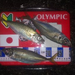 アジング練習　269 　