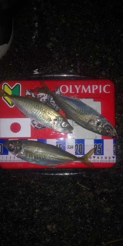 アジング練習 269