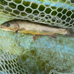 栃木総合運動場フィッシング