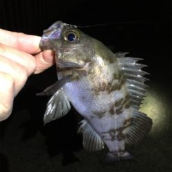 雨上がりのメバル