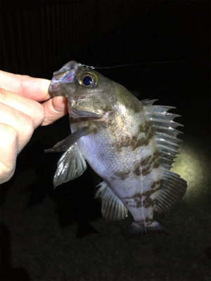 雨上がりのメバル