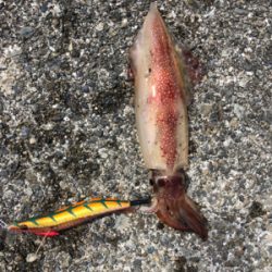 久しぶりのイカ釣り
