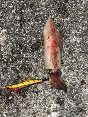 久しぶりのイカ釣り