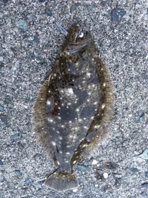 ライトゲームにまさかの…