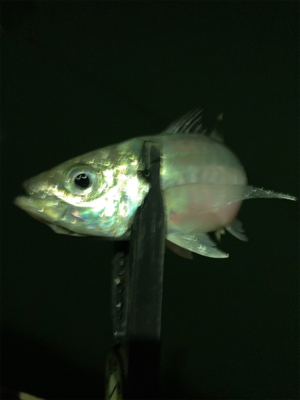 アジングの練習