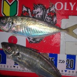 アジング練習　270　