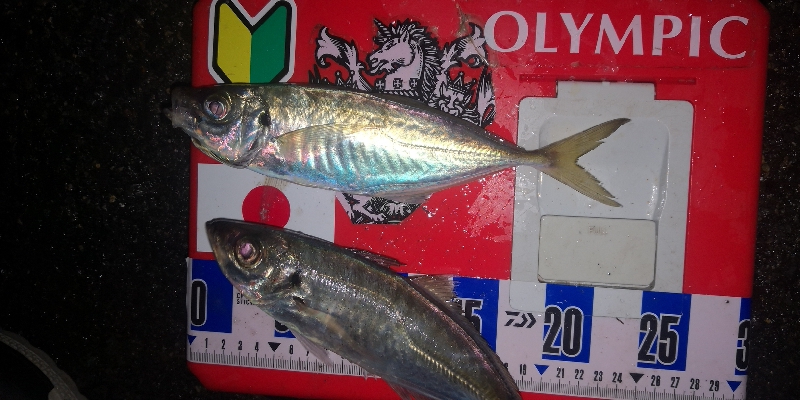 アジング練習 270