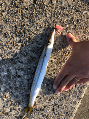 海でテキサスリグ