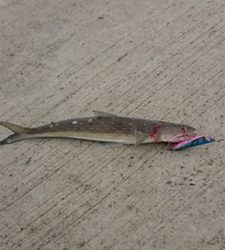 仕事帰りにフラットフィッシュ狙い！！