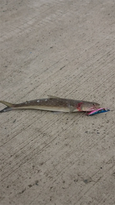 仕事帰りにフラットフィッシュ狙い！！