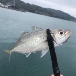 キャロアジング