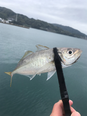 キャロアジング